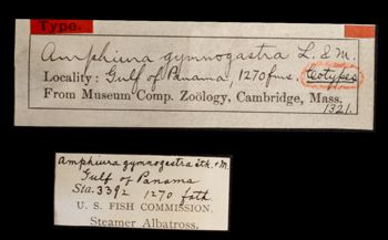 Media type: image;   Invertebrate Zoology OPH-1321 Aspect: labels
